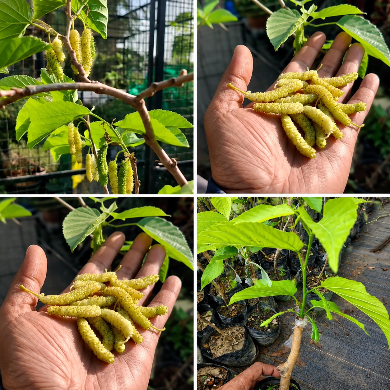 White Long Mulberry Plant (Pakistani White Shahtoot) – Premium Grafted Honey Sweet Mulberry Variety