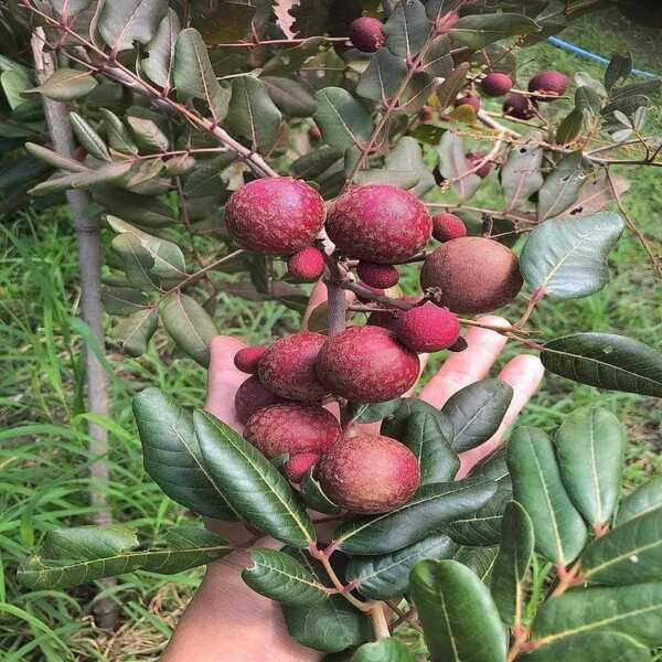 Red Ping Pong Longan Plant – Exotic Red Ruby Longan Variety