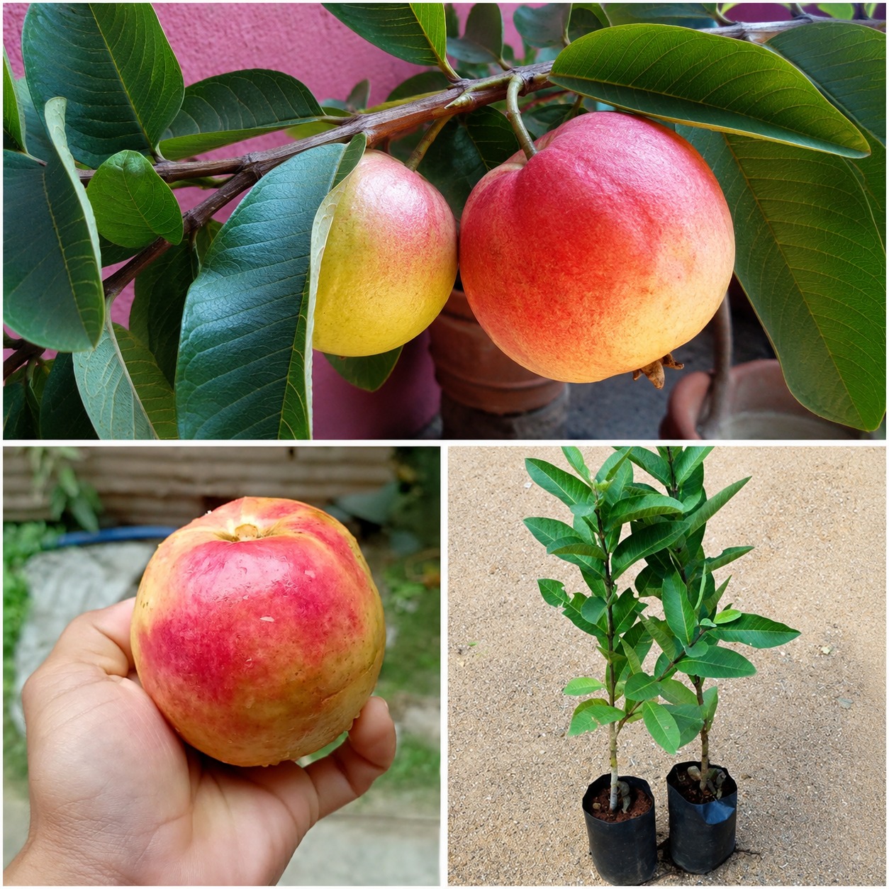 Allahabadi Surkha Guava Plant – Premium Red Flesh Indian Variety