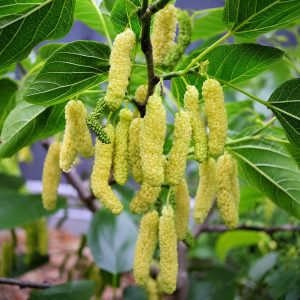 White Long Mulberry Plant (Pakistani White Shahtoot) – Premium Grafted Honey Sweet Mulberry Variety