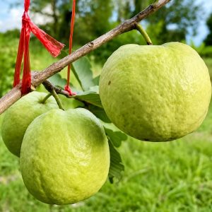 Golden 8 Guava Plant – Premium Thai Hybrid Variety
