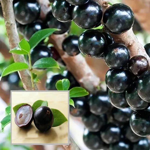 Jaboticaba Plant (Scarlet Variety) – Brazilian Grape Tree Exotic Fruit Grafted Plant