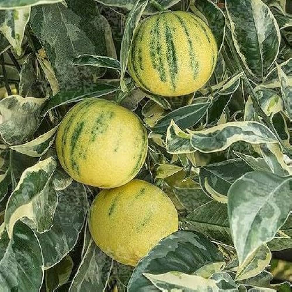 Variegated Mosambi Plant – Premium Striped Sweet Lime Fruit Plant