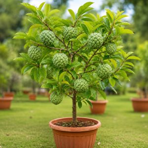 Custard Apple Plant (Sitaphal Plant) – Terrace Garden Special