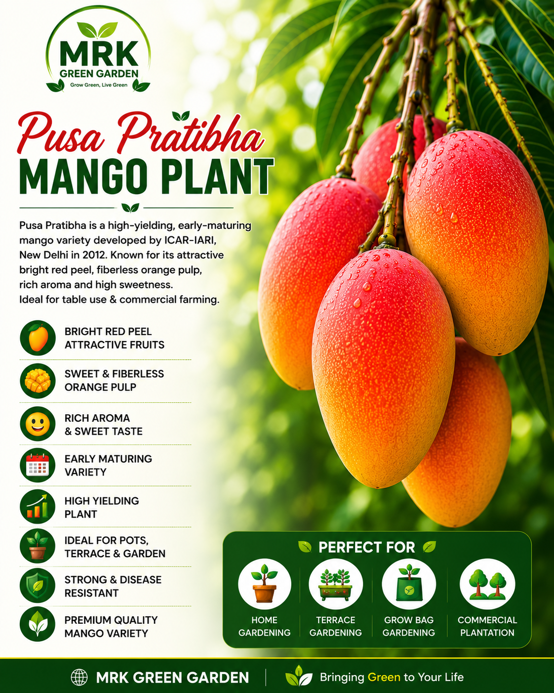 Pusa Pratibha Mango Plant – Premium Red Peel Fiberless Hybrid Mango Variety for Terrace Gardening, Pot Gardening & Commercial Farming