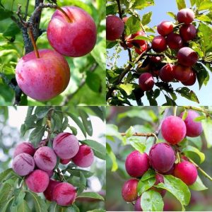 Alubukhara Plant (Plum Fruit Plant) – Premium Grafted Juicy Plum Variety