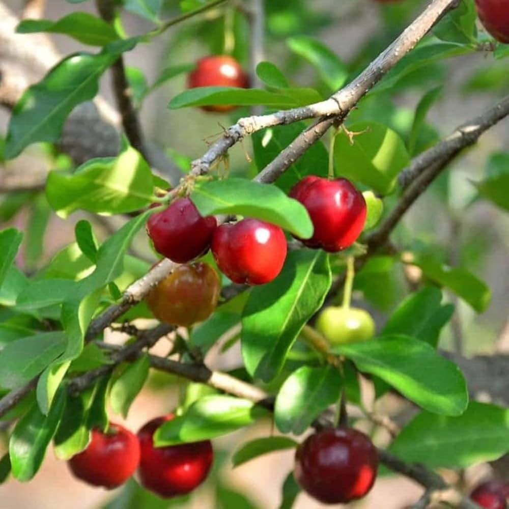 Barbados Cherry Plant – Vitamin C Rich Acerola Cherry