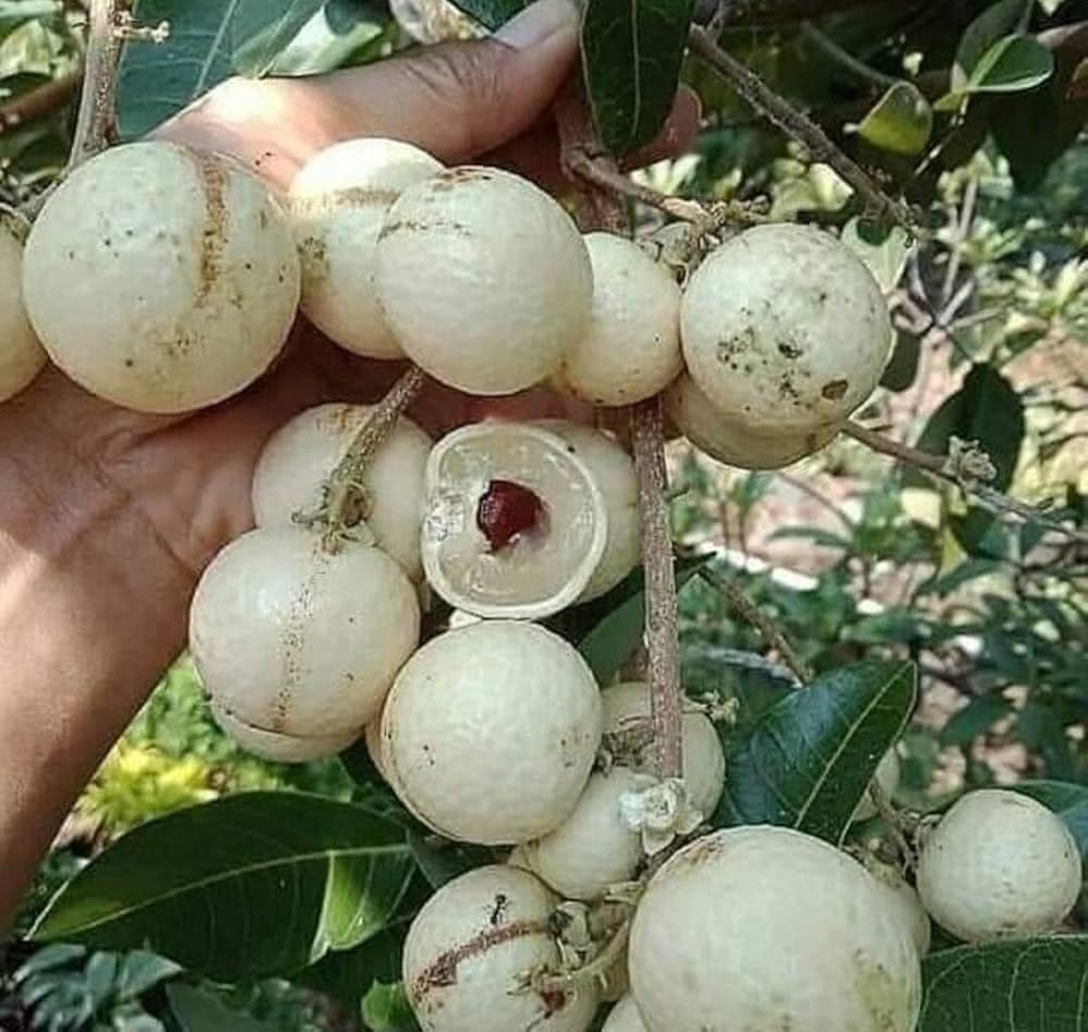 White Long | Aroma Durian Longan Plant Online | Exotic Tropical Longan Variety Grafted Plant