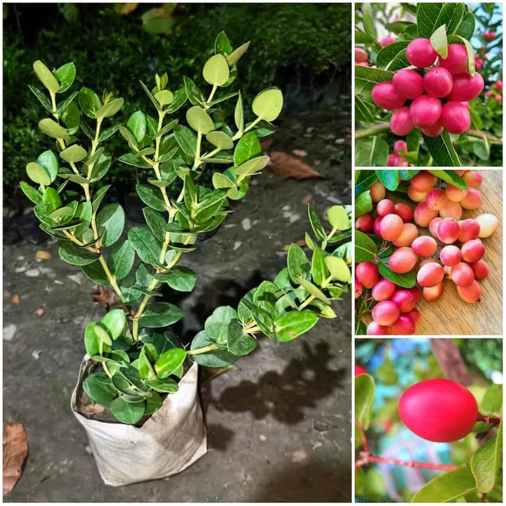weet Karonda Plant (Koromcha / Bengal Currant) – Premium Grafted Sweet Berry Fruit Plant
