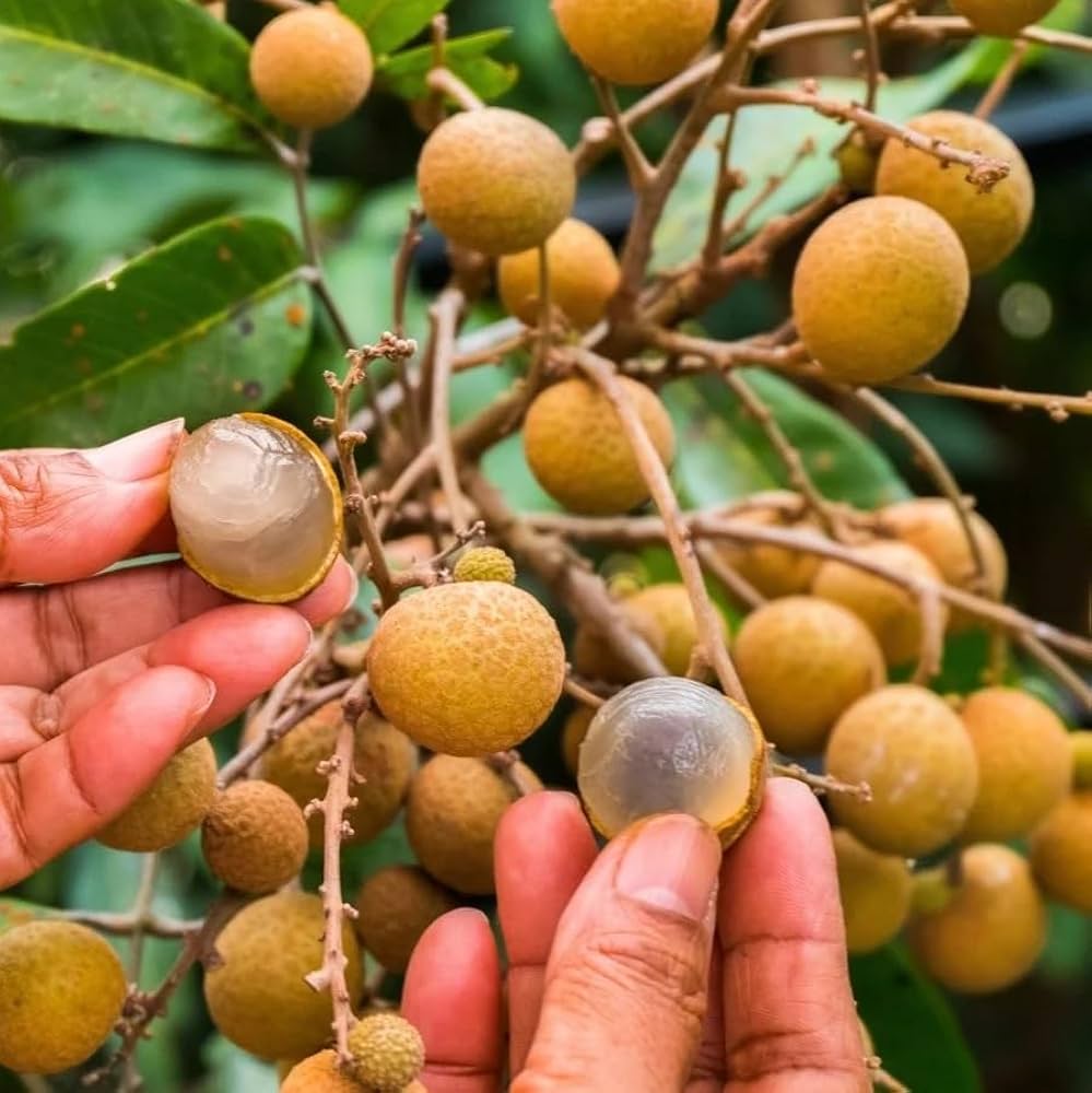 Four Season Longan Plant – All Season Sweet Fruit Bearing Variety
