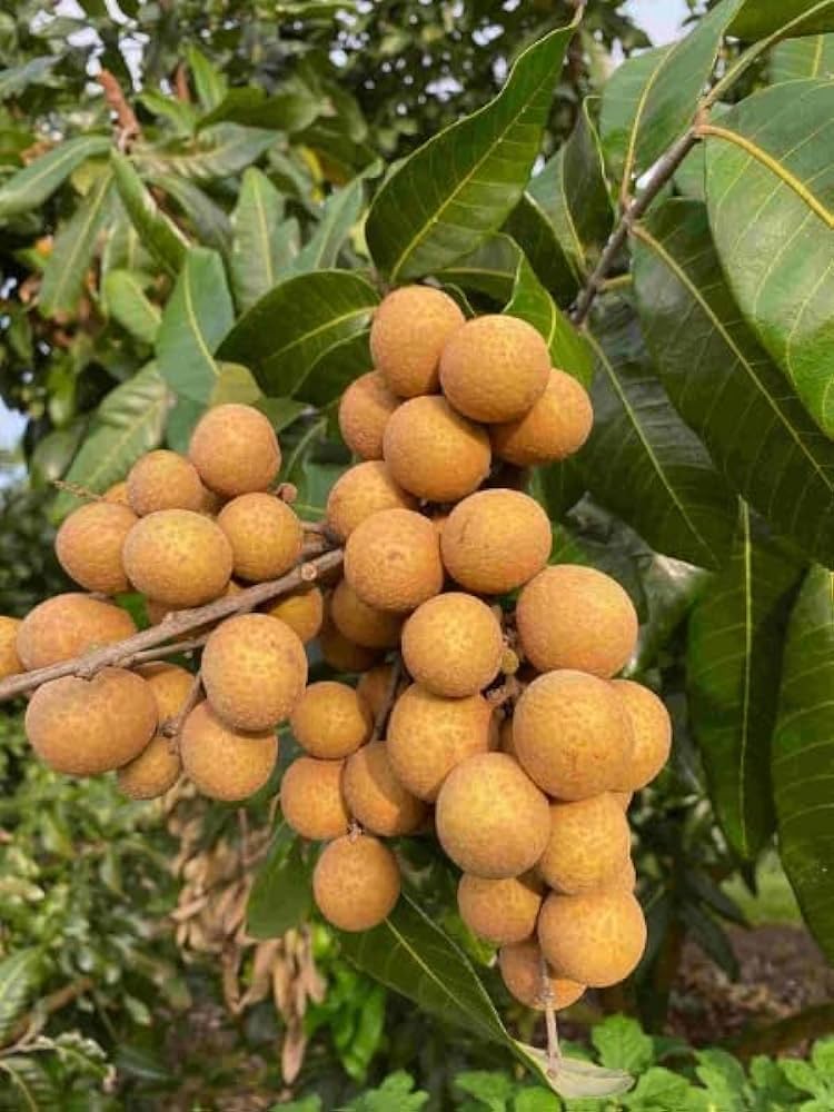 Four Season Longan Plant – All Season Sweet Fruit Bearing Variety