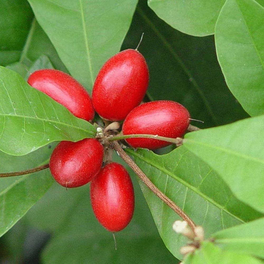 Miracle Berry Plant – Taste Changing Exotic Fruit Plant