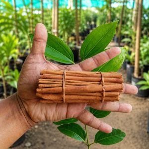 Cinnamon Plant (Dalchini) – Aromatic Spice Plant