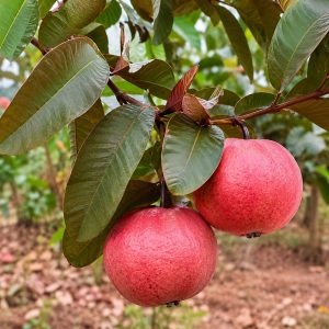 SRK-3 Thai Hybrid Guava Plant – Early Fruiting Sweet Crispy Variety