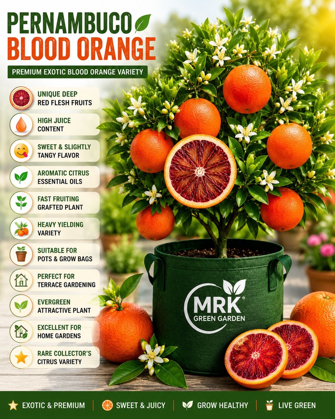 Pernambuco Blood Orange Plant – Premium Red Flesh Citrus Variety for Terrace Gardening & Home Gardens