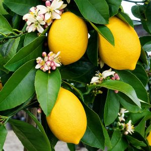 Gandharaj Lemon Plant – King of Fragrance Citrus Variety