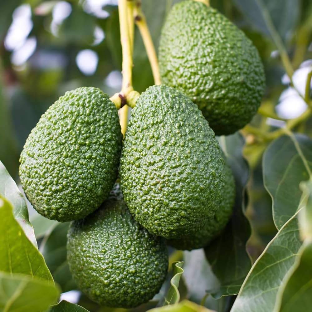 Hass Avocado Plant – Premium Creamy Buttery Rich Texture
