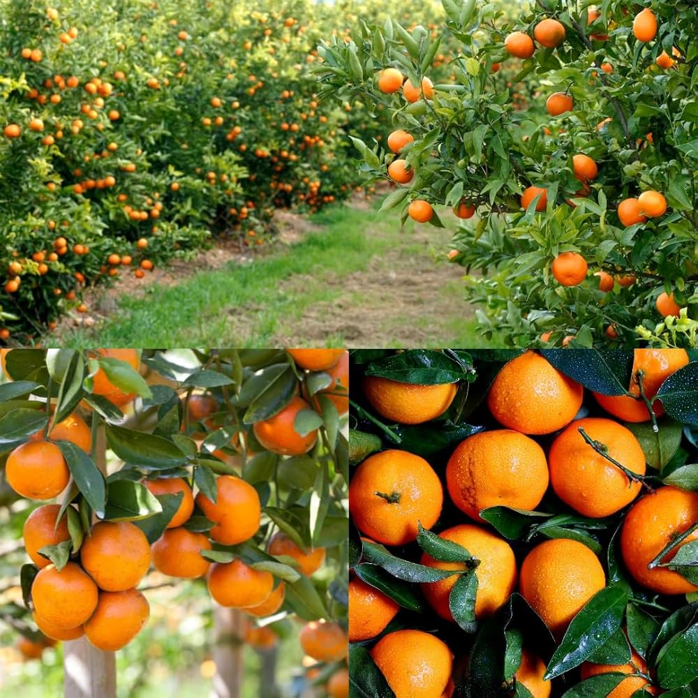 Winter King Mosambi Plant – Ultra Sweet Honey Taste Premium Sweet Lime Variety