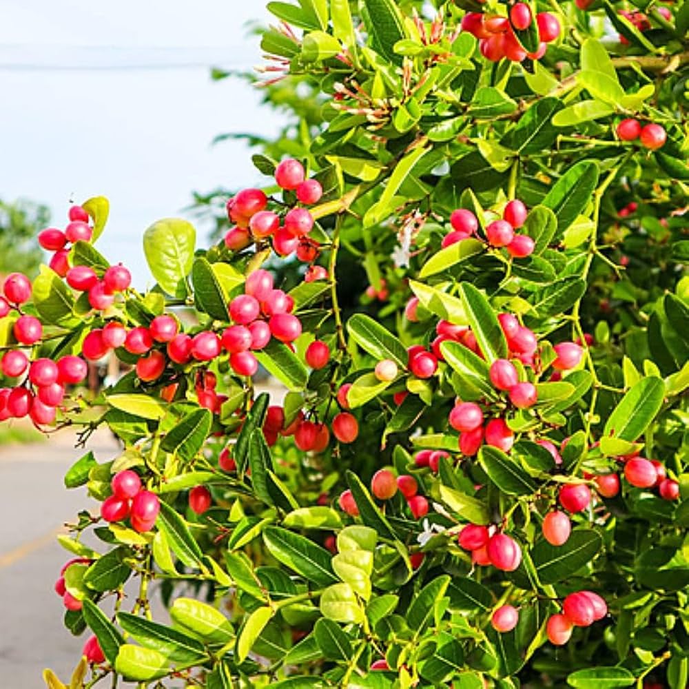Karonda Plant (Carissa carandas) – Premium Grafted Thorny Berry Fruit Plant