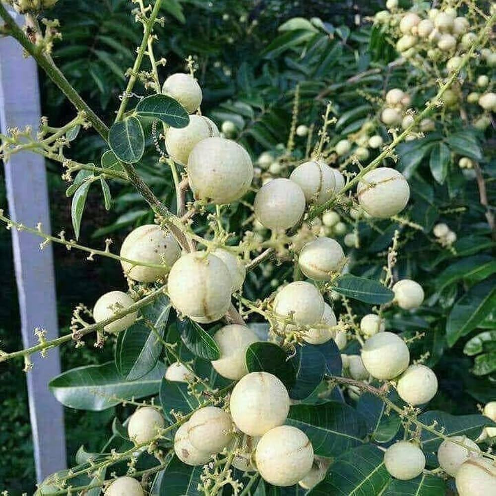 White Long | Aroma Durian Longan Plant Online | Exotic Tropical Longan Variety Grafted Plant