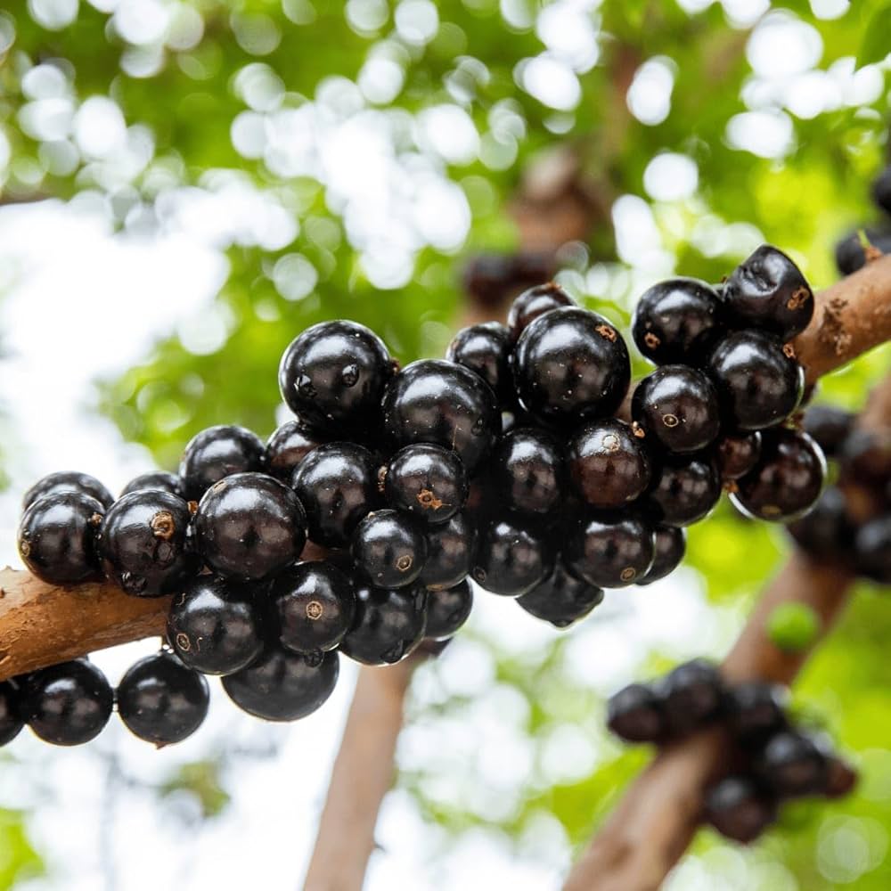 Jaboticaba Plant (Scarlet Variety) – Brazilian Grape Tree Exotic Fruit Grafted Plant