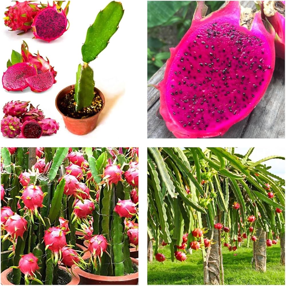 Red Dragon Fruit Plant – Buy Red Dragon Fruit Plant Online