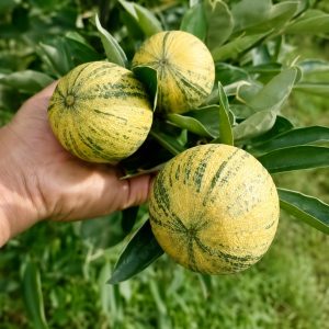 Variegated Mosambi Plant – Premium Striped Sweet Lime Fruit Plant