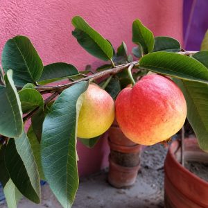Allahabadi Surkha Guava Plant – Premium Red Flesh Indian Variety