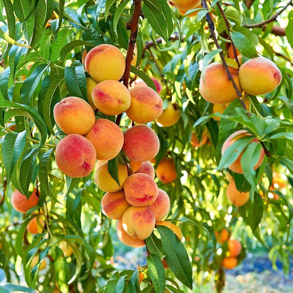 Peach Plant Tropical Beauty  – Low Chilling Premium Grafted Peach Variety