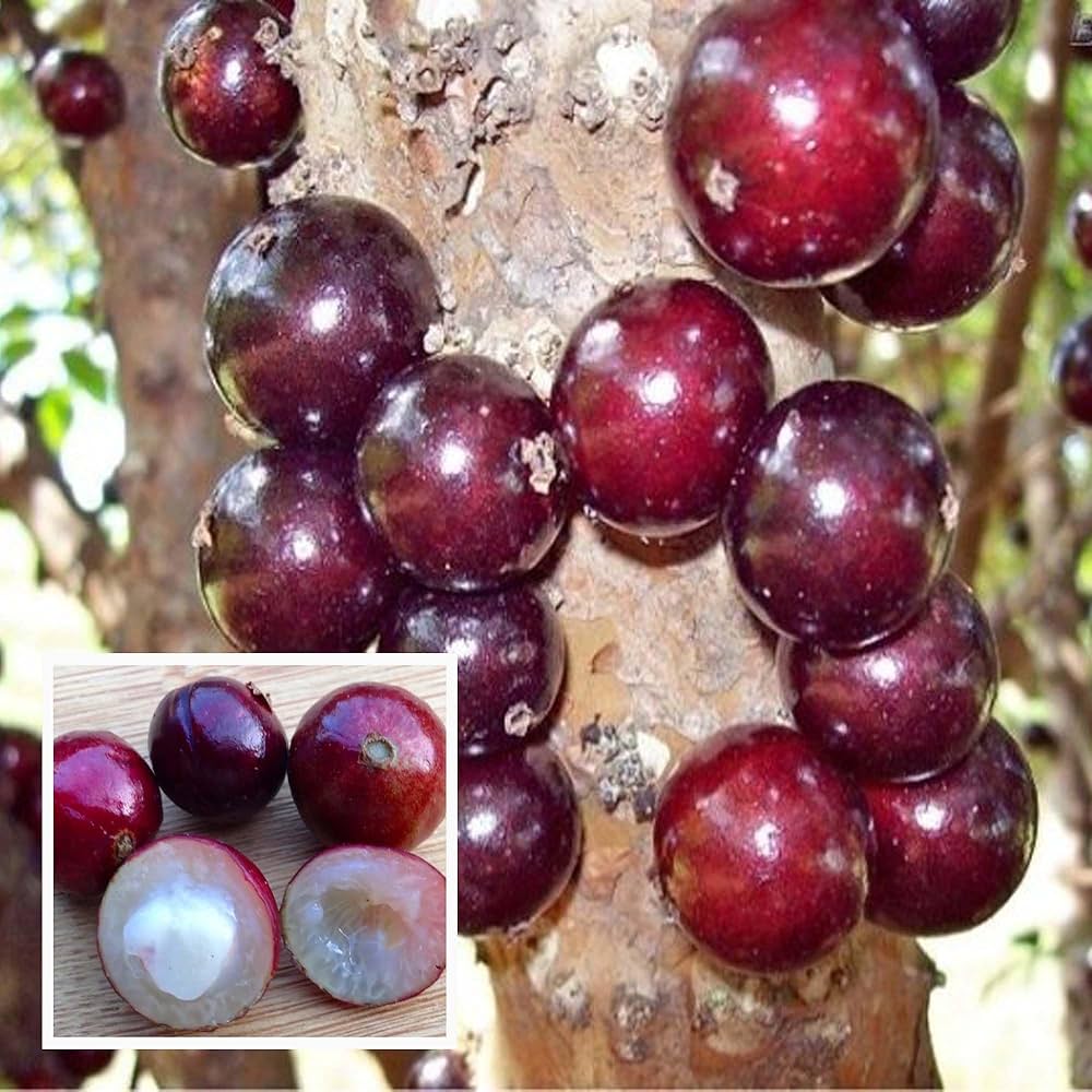 Jaboticaba Plant (Red Hybrid Variety) – Brazilian Grape Tree Exotic Fruit Plant