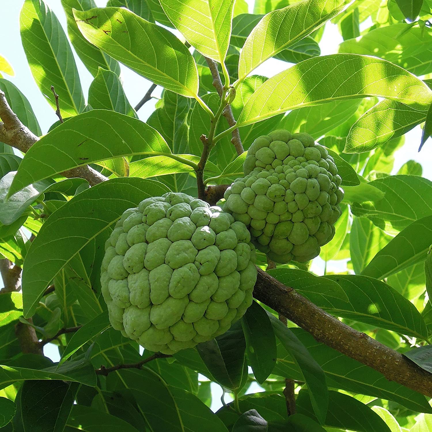Custard Apple Plant (Sitaphal Plant) – Terrace Garden Special