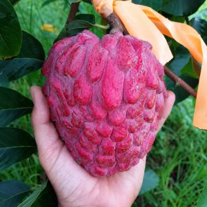 Red Custard Apple Plant (Ramphal) – Premium Grafted Exotic Sweet Fruit Plant