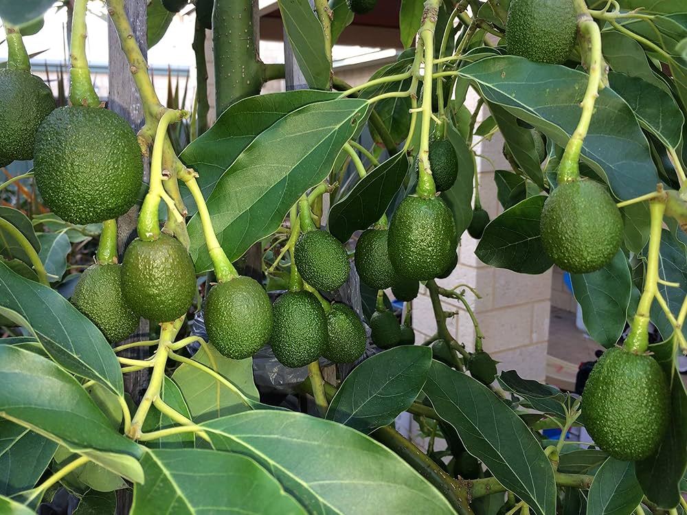 Hass Avocado Plant – Premium Creamy Buttery Rich Texture