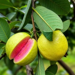 Taiwan Pink Guava Plant – Sweet Pink Flesh Exotic Guava