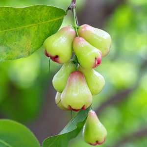 Green Water Apple Plant (Jamrul) – Sweet Crispy Tropical Fruit Plant