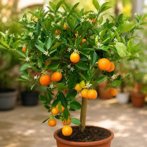 Sweet Mandarin All Time Plant – Premium All Season Mandarin Fruit Plant