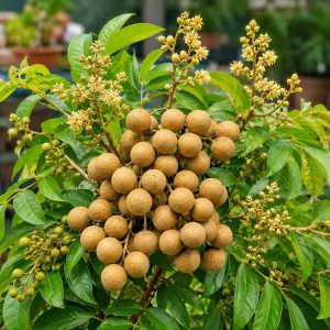 Four Season Longan Plant – All Season Sweet Fruit Bearing Variety