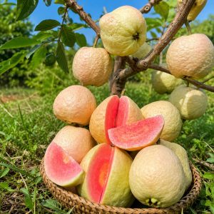 Red King Guava Plant – Premium Thai Red Flesh High Yield Variety