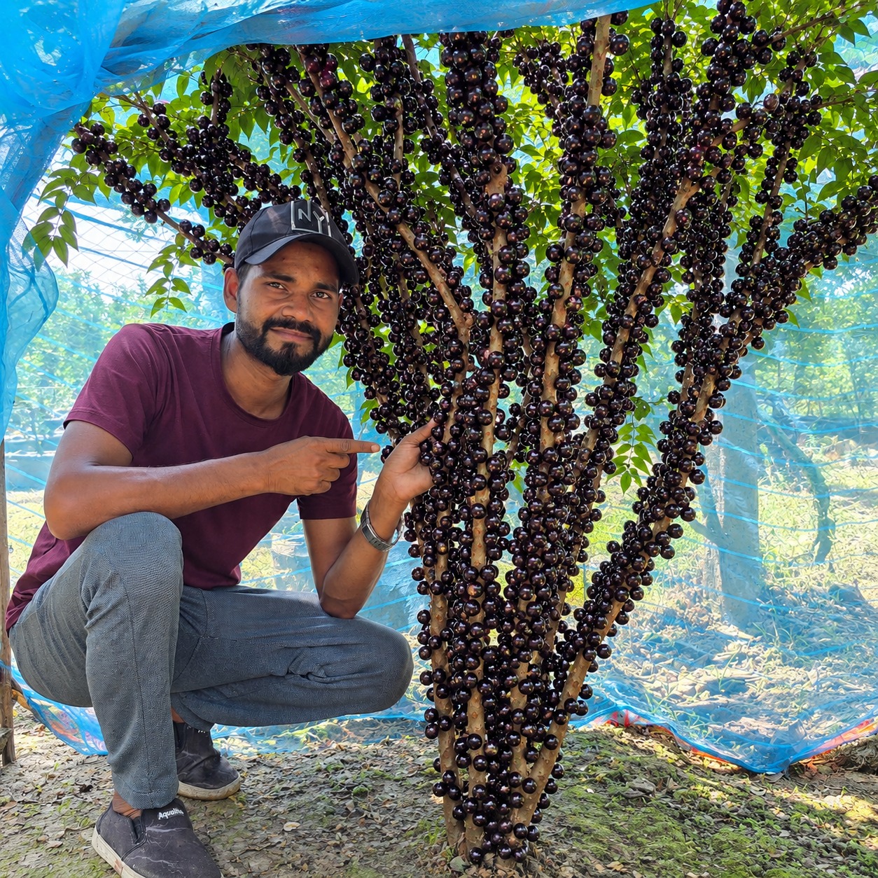 Jaboticaba Plant (Scarlet Variety) – Brazilian Grape Tree Exotic Fruit Grafted Plant
