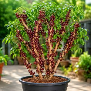 Jaboticaba Plant (Red Hybrid Variety) – Brazilian Grape Tree Exotic Fruit Plant