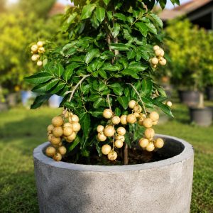 White Long | Aroma Durian Longan Plant Online | Exotic Tropical Longan Variety Grafted Plant