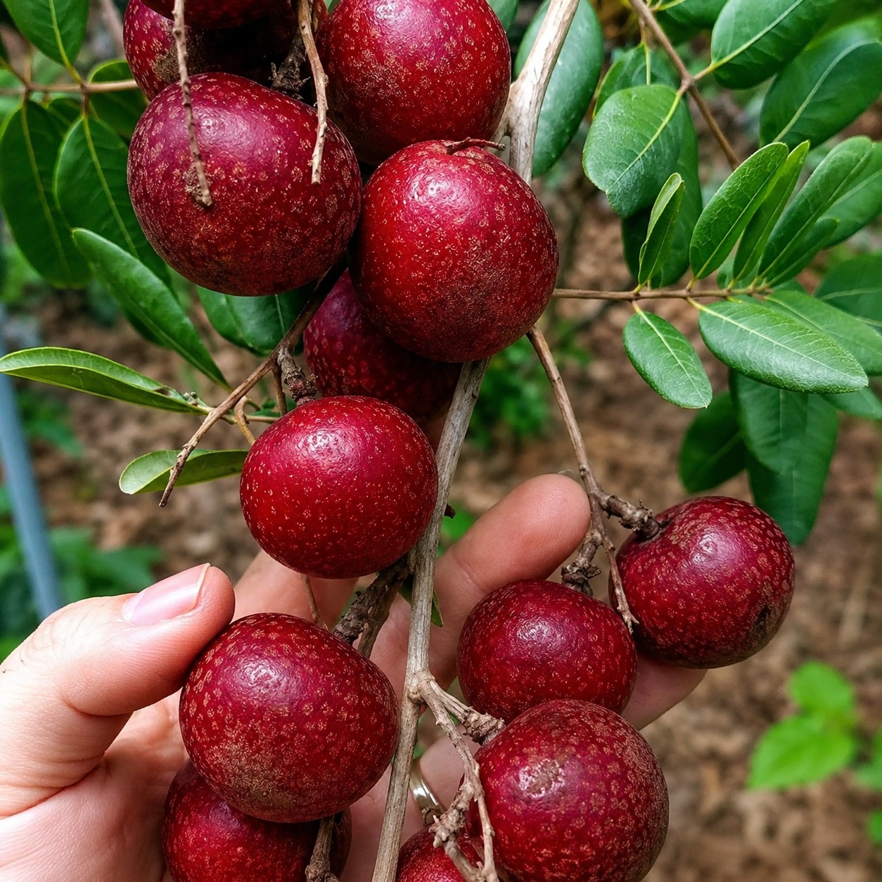 Red Ping Pong Longan Plant – Exotic Red Ruby Longan Variety