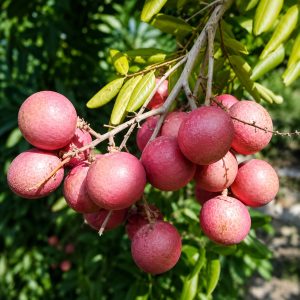 Pink Ping Pong Longan Plant – Exotic Premium Longan Variety