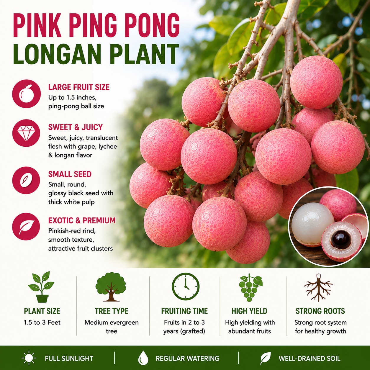 Pink Ping Pong Longan Plant – Exotic Premium Longan Variety