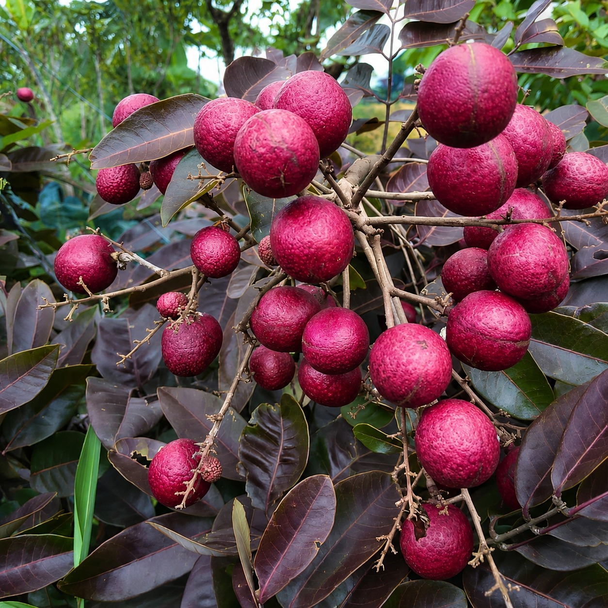 Red Crystal Longan Plant – Premium Ruby Exotic Longan Variety