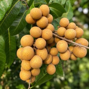 Vietnam Jumbo Longan Plant – Giant Sweet Exotic Longan Variety