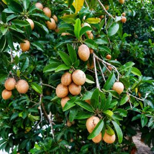 Kalapatti Chikoo (Chiku) Plant – Premium Sweet Sapota Variety