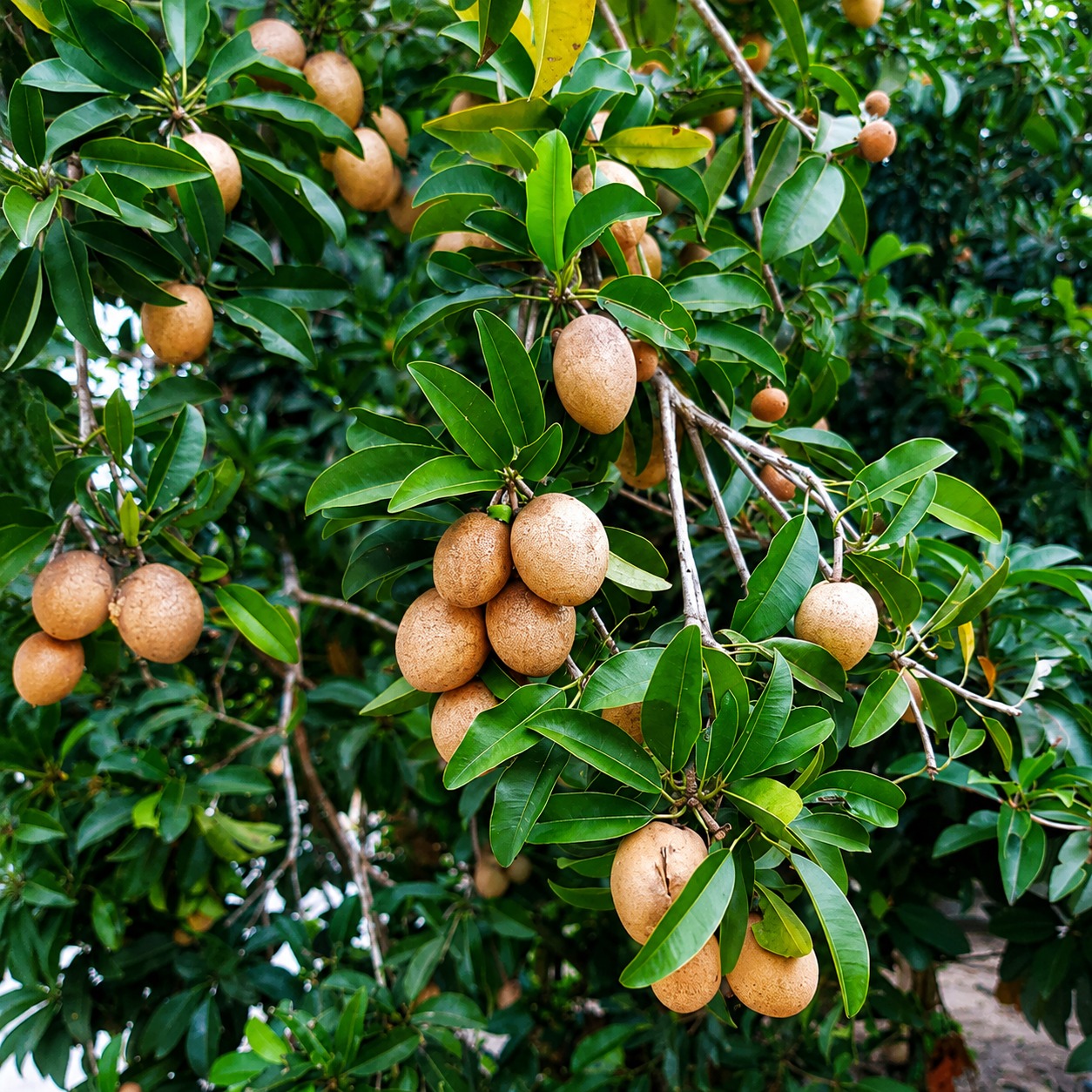 Kalapatti Chikoo (Chiku) Plant – Premium Sweet Sapota Variety