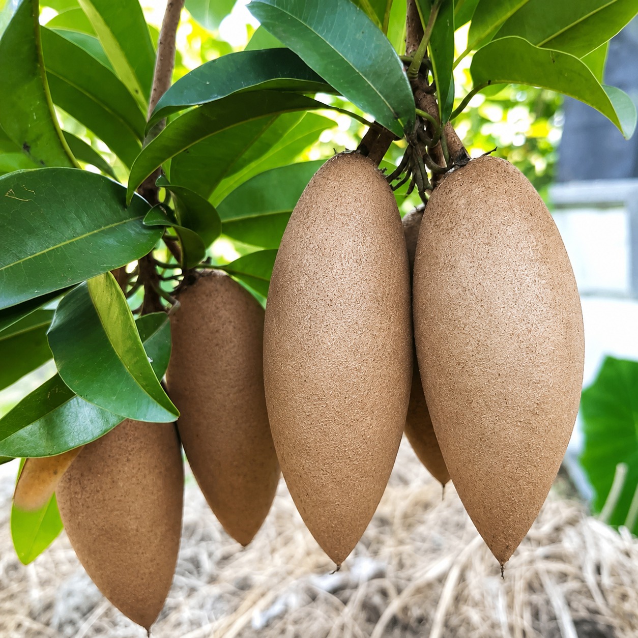 Chikoo – Banana Chikoo Plant – Sweet Long Shape Sapota Variety