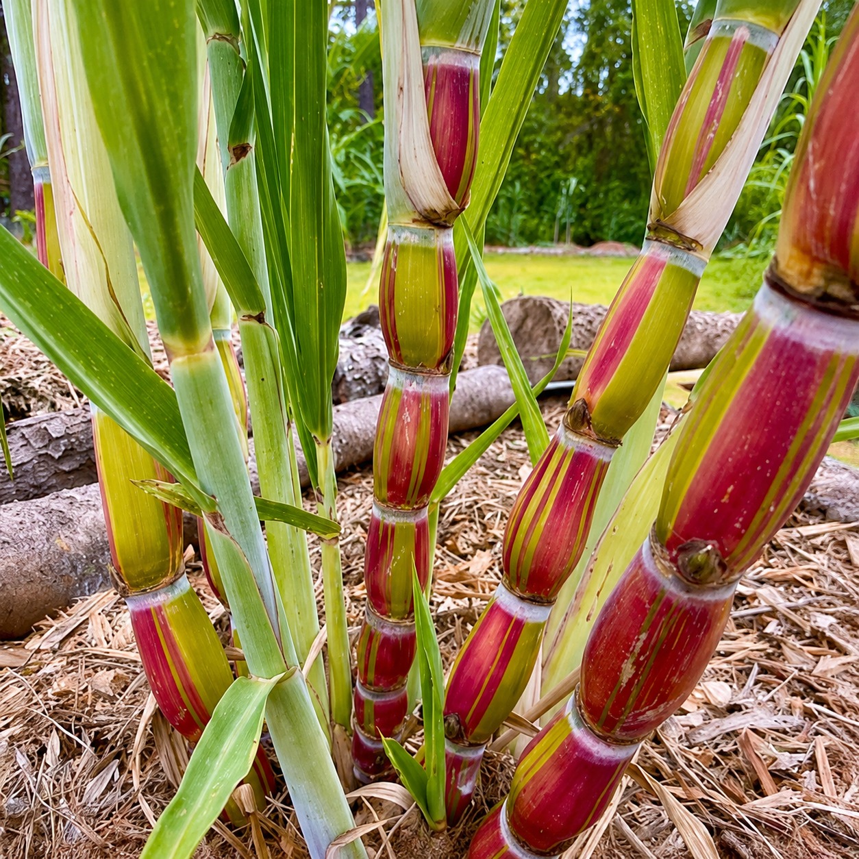 Variegated Sugarcane Plant – Decorative Sweet Striped Cane